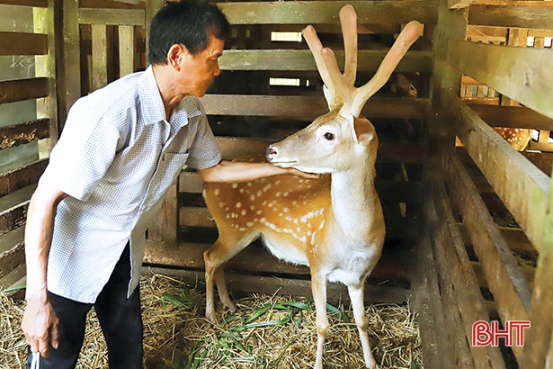 Nghề nuôi hươu ở Hương Sơn - thời vàng son trở lại
